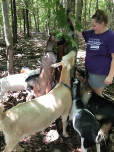 Hannah pulling down branches of trees and the goat come running to eat the leaves!